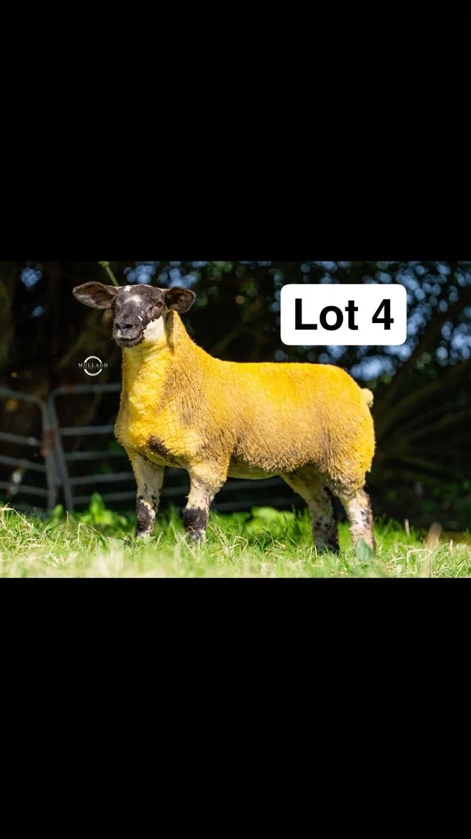 Suftex and Chartex ewe lambs - Image 1