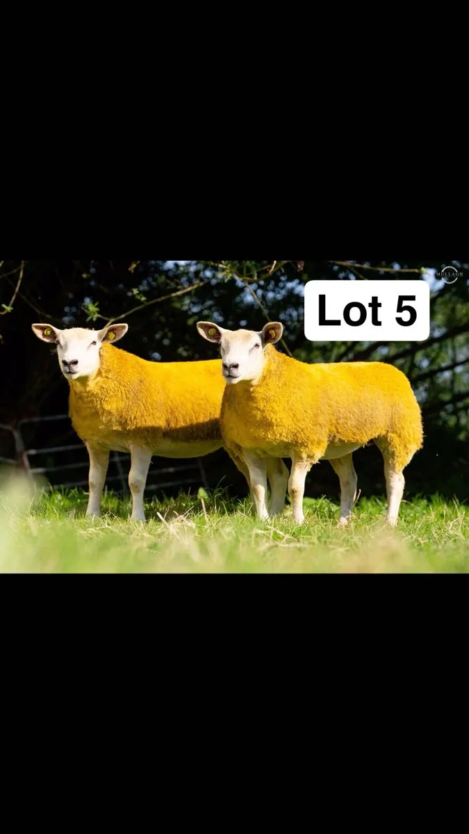 Suftex and Chartex ewe lambs - Image 2
