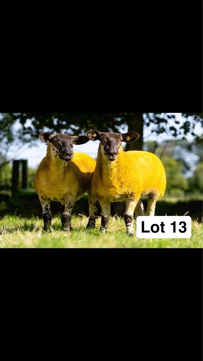 Suftex and Chartex ewe lambs - Image 3