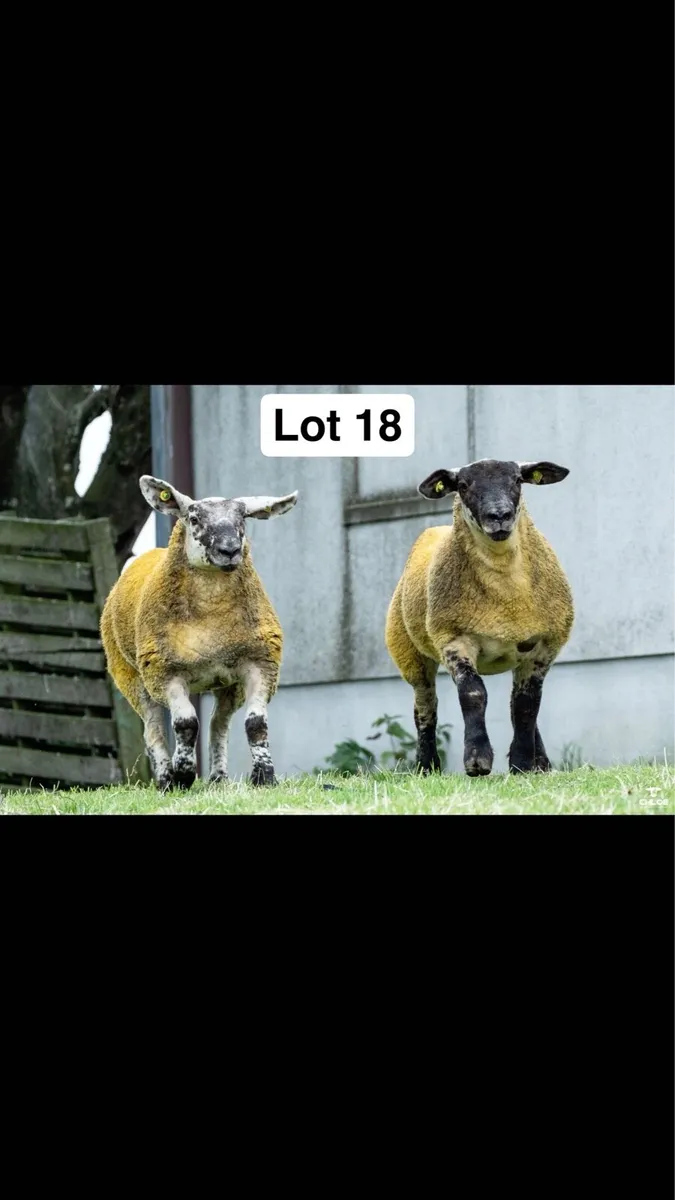 Suftex and Chartex ewe lambs - Image 4