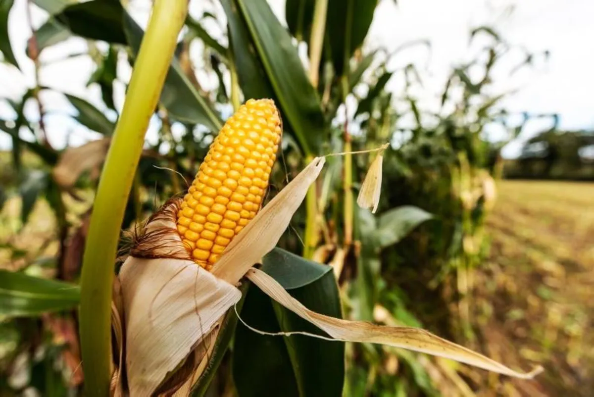 Maize