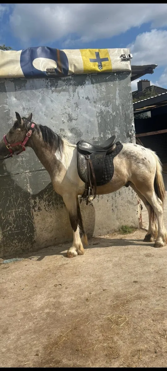Appaloosa colt - Image 2