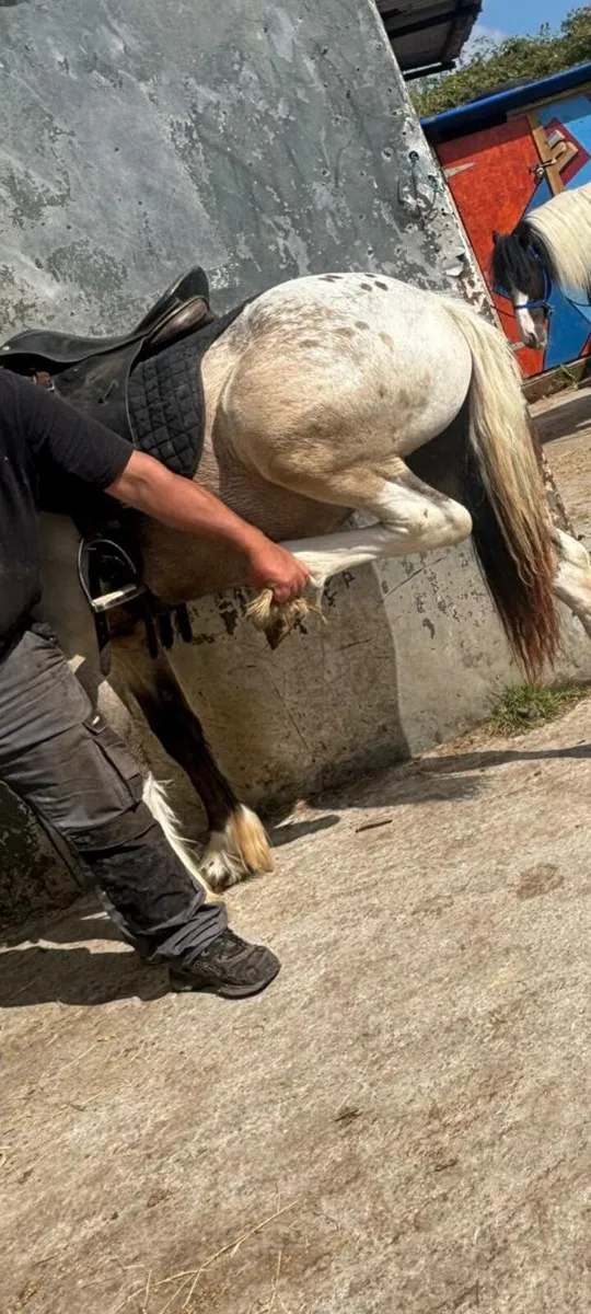 Appaloosa colt - Image 4