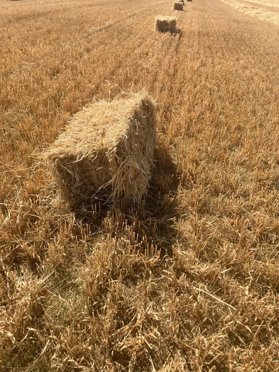 Straw - Image 1