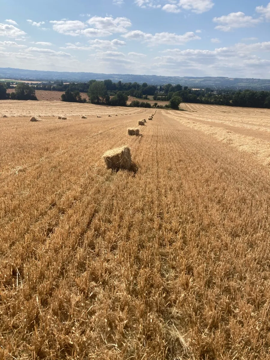 Straw - Image 2