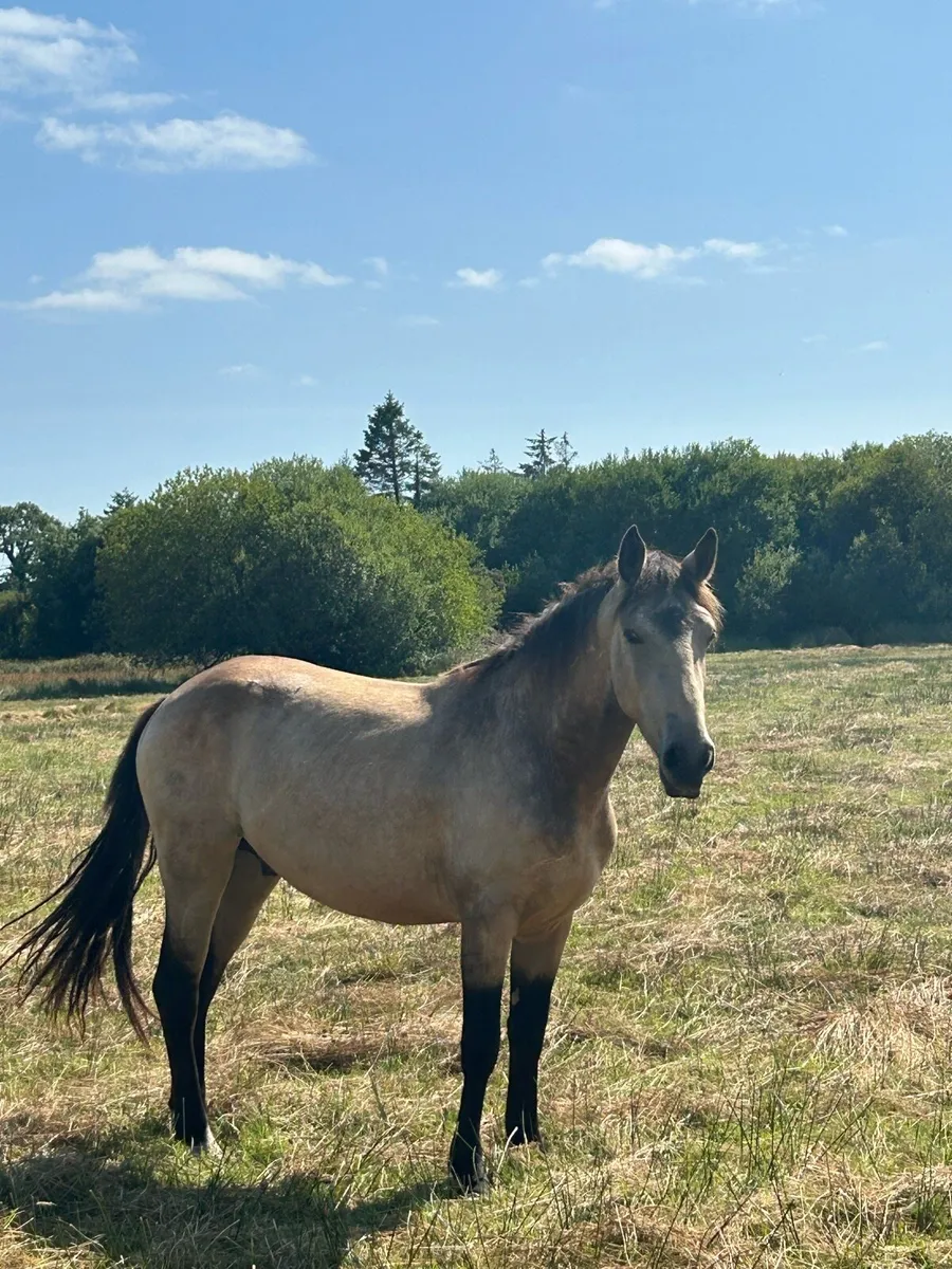 Lovely 2 Year Old Dun Gelding - Image 2