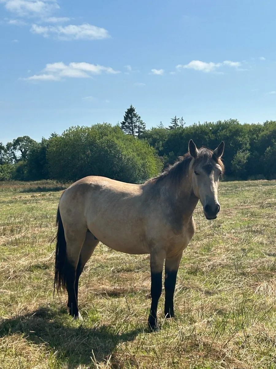 Lovely 2 Year Old Dun Gelding - Image 3