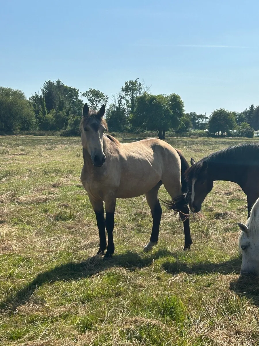 Lovely 2 Year Old Dun Gelding - Image 4