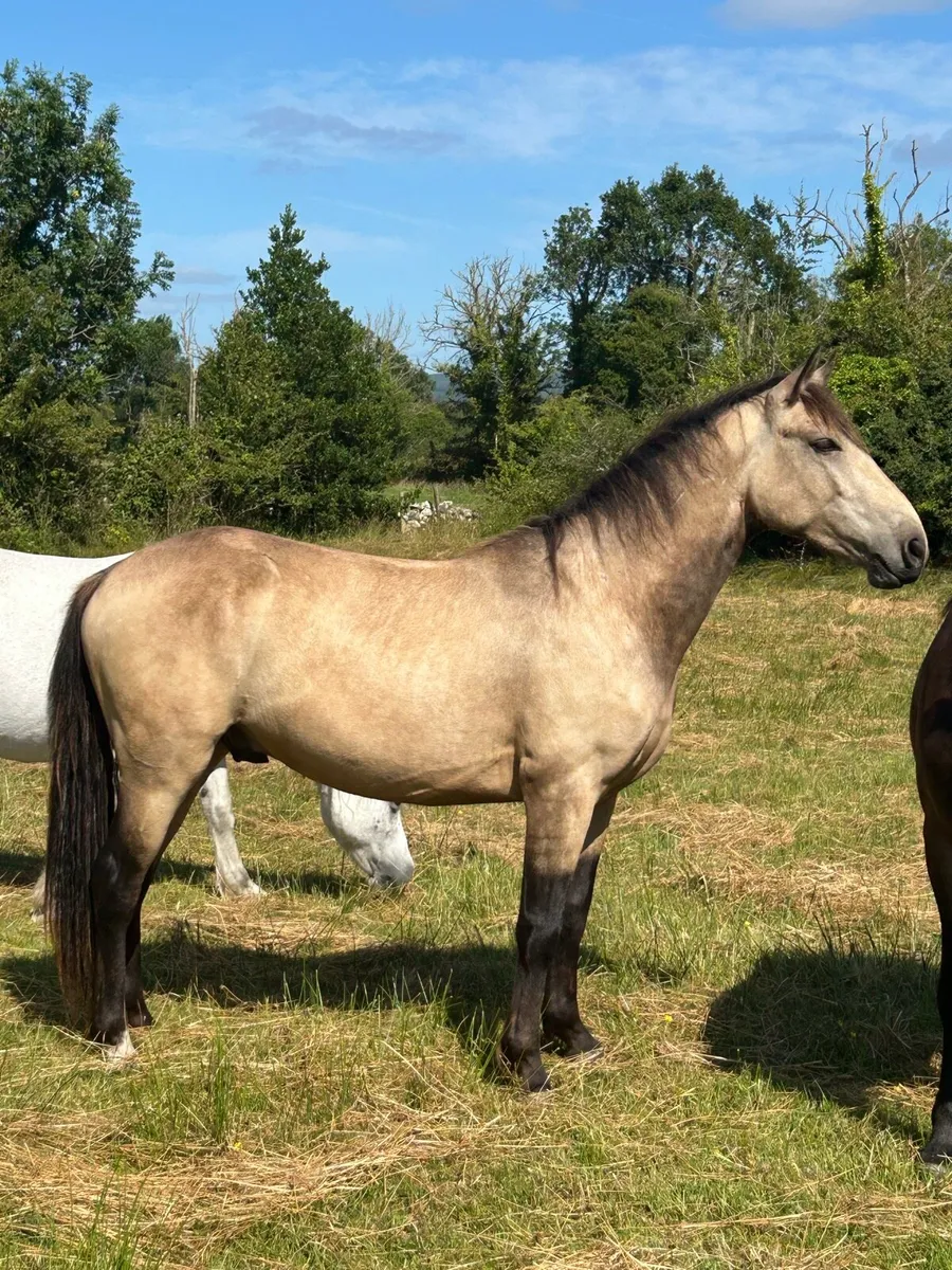 Lovely 2 Year Old Dun Gelding - Image 1