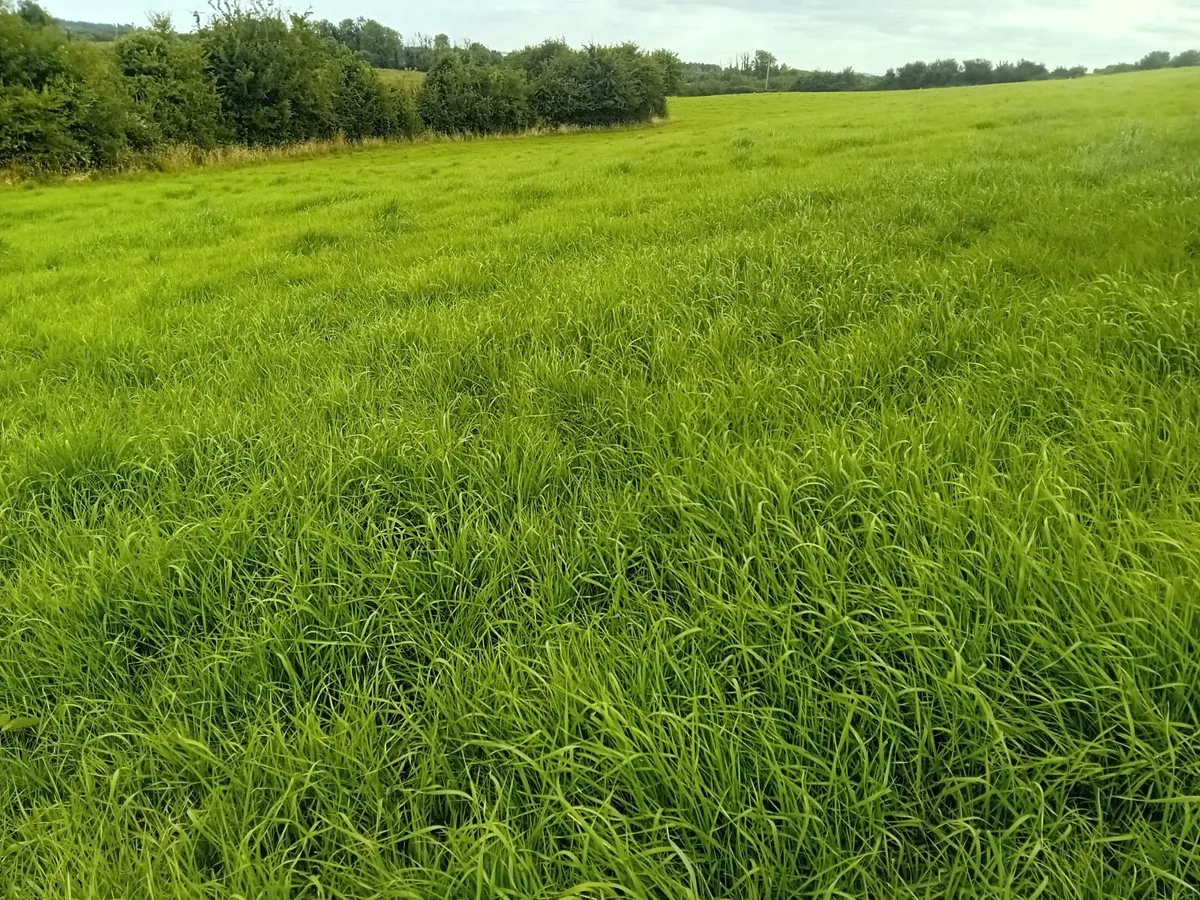 Aftergrass Grazing