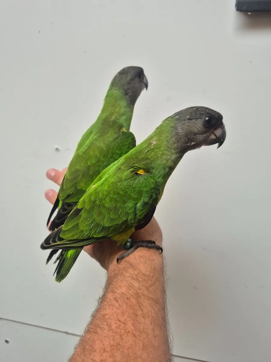 Senegal Parrots - Image 2