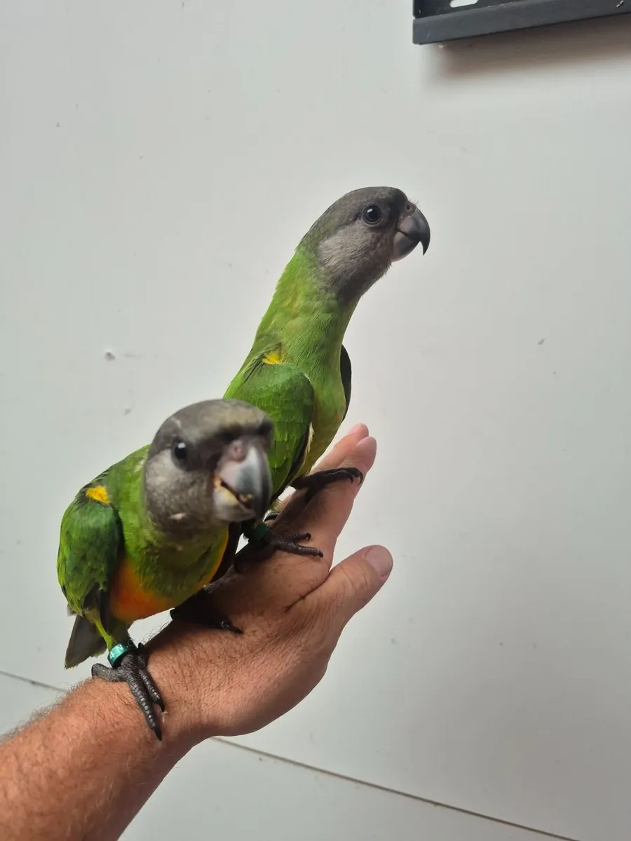 Senegal Parrots - Image 3