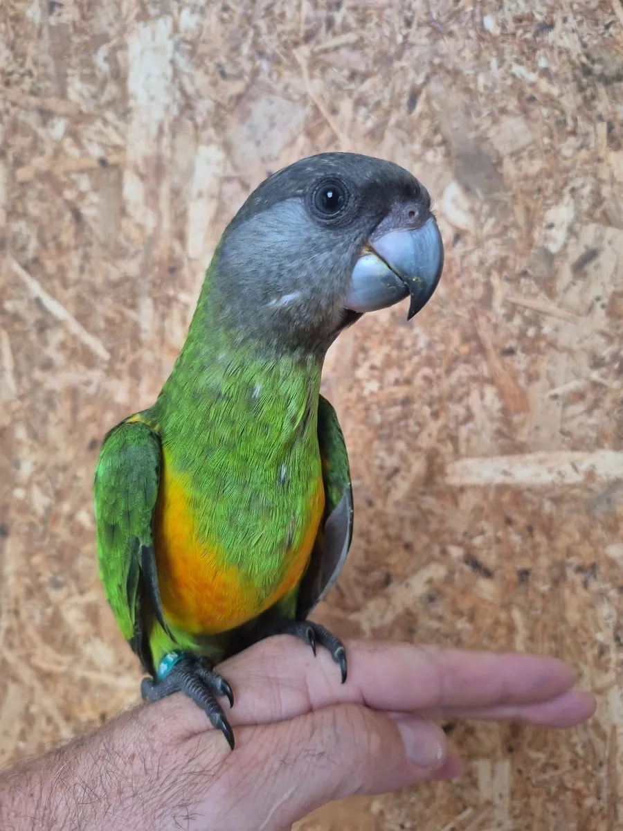 Senegal Parrots - Image 1