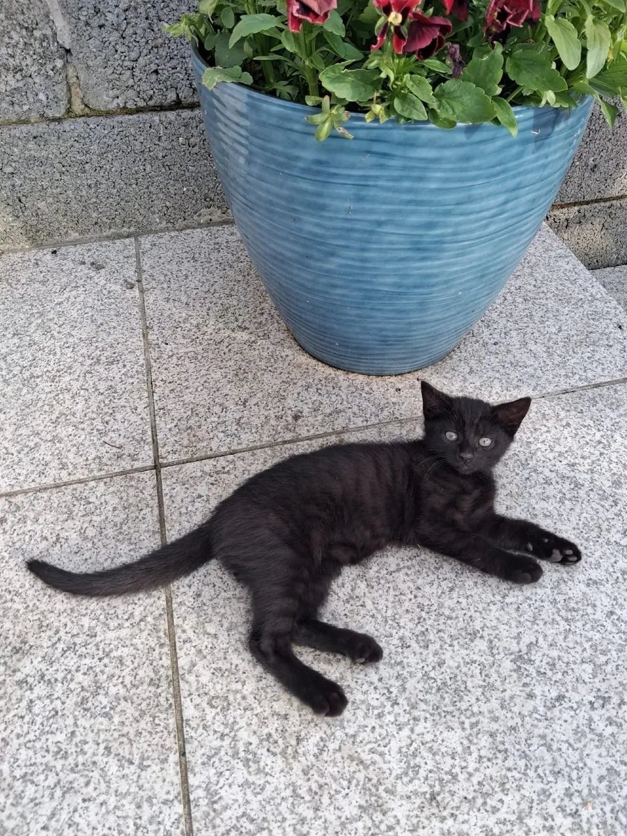 Kittens - Image 2