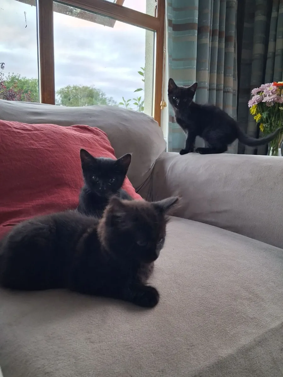 Kittens - Image 3