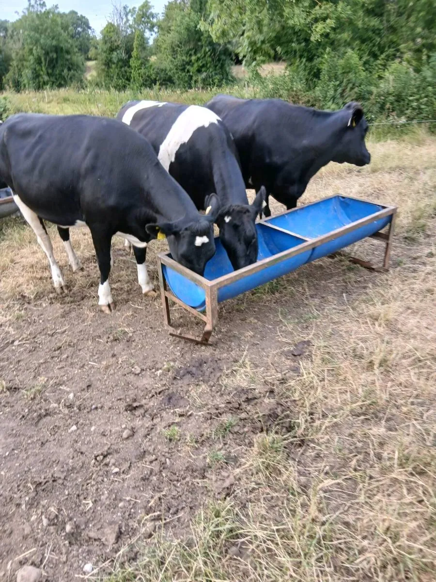 Dairy heifers - Image 3