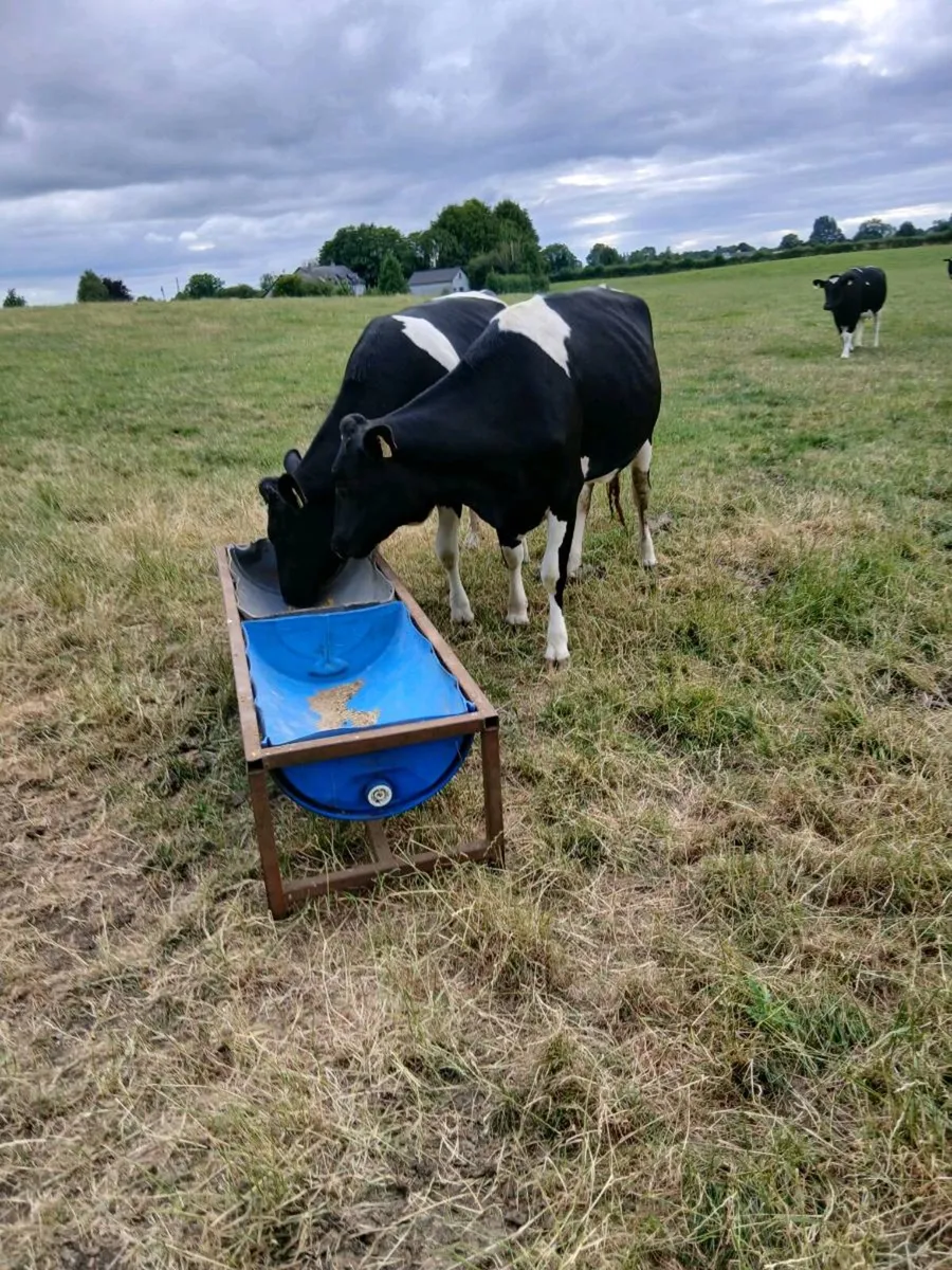 Dairy heifers - Image 4
