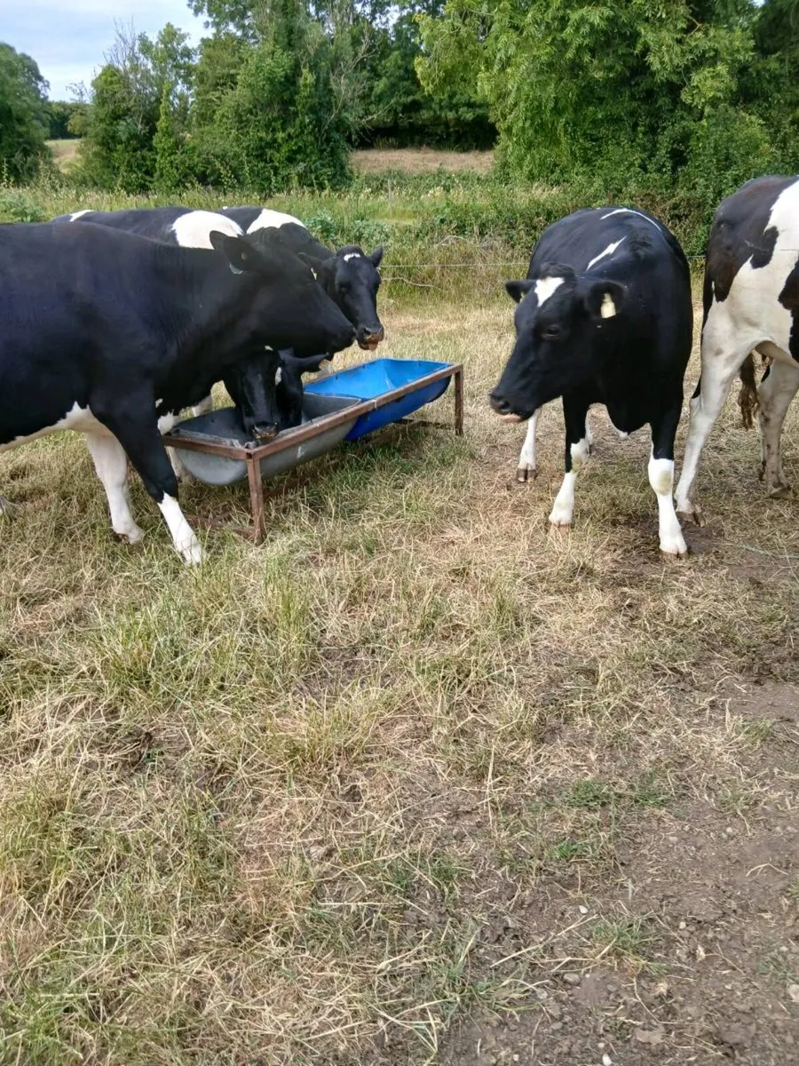 Dairy heifers - Image 1