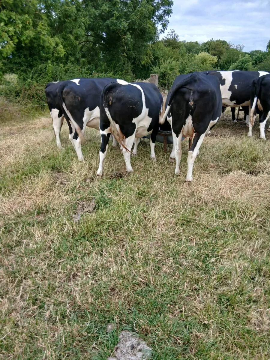 Dairy heifers - Image 2