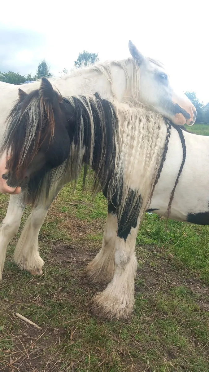 Stallion mare and foal - Image 2