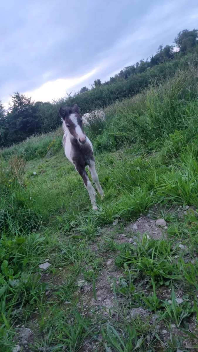 Stallion mare and foal - Image 4