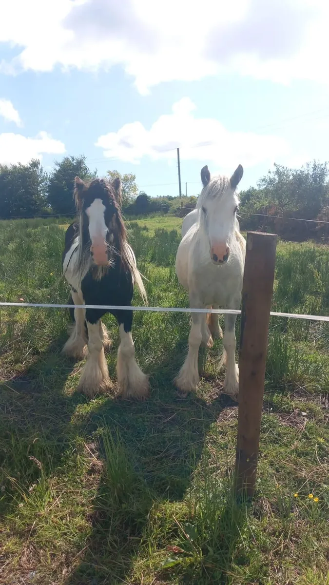Stallion mare and foal - Image 1