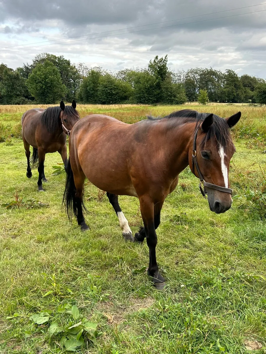 Mare and a gelding - Image 3