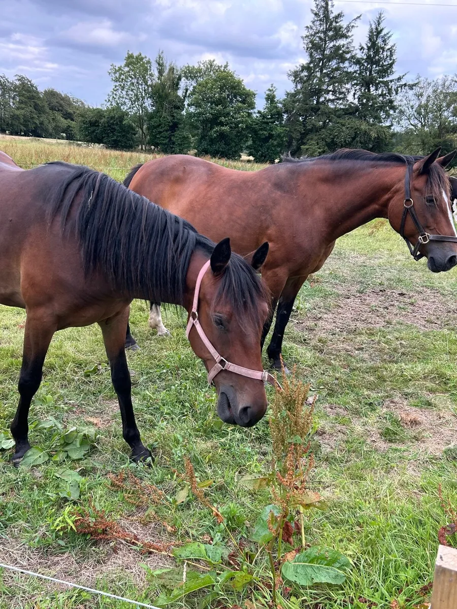 Mare and a gelding - Image 4