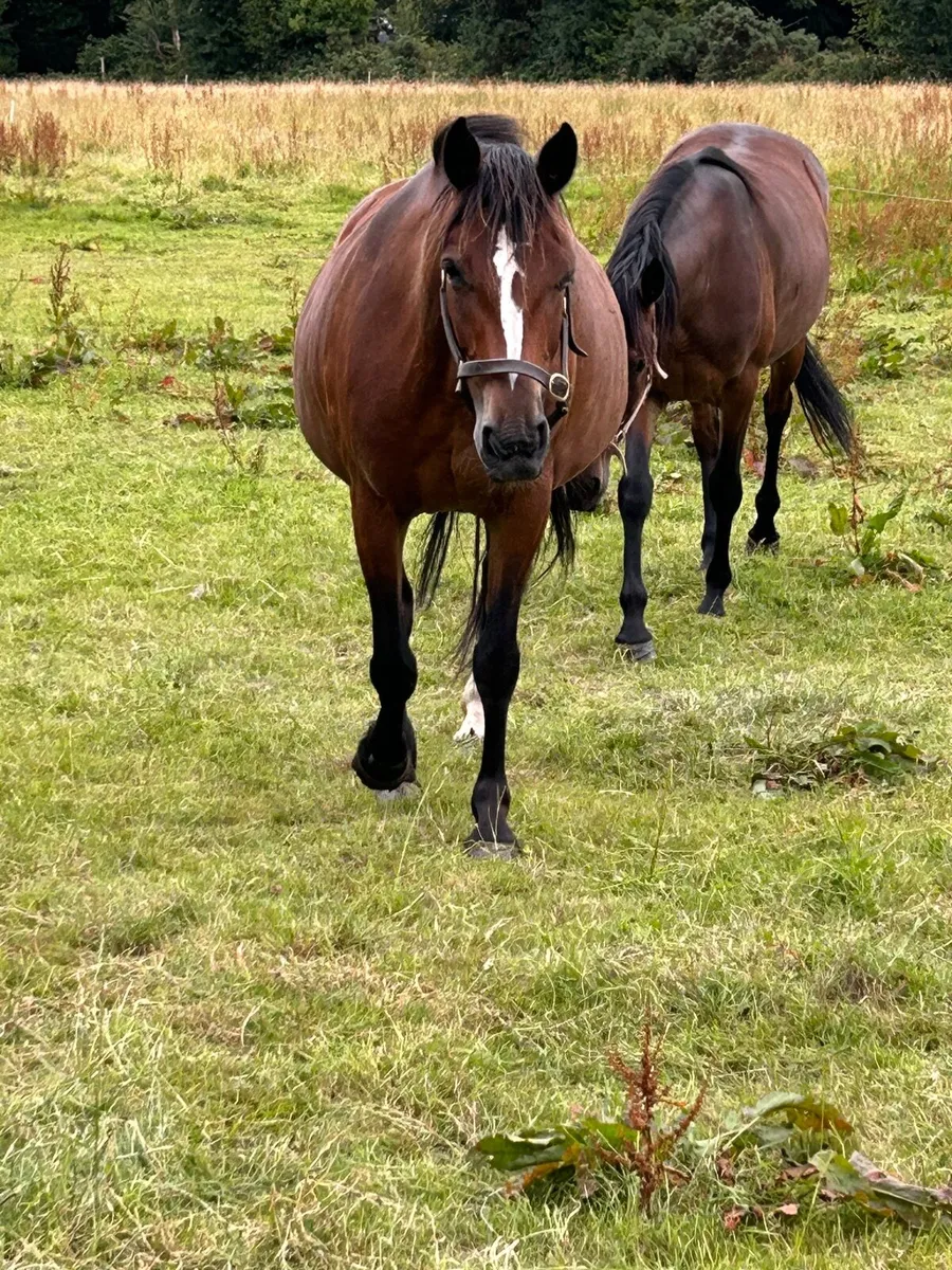 Mare and a gelding - Image 1