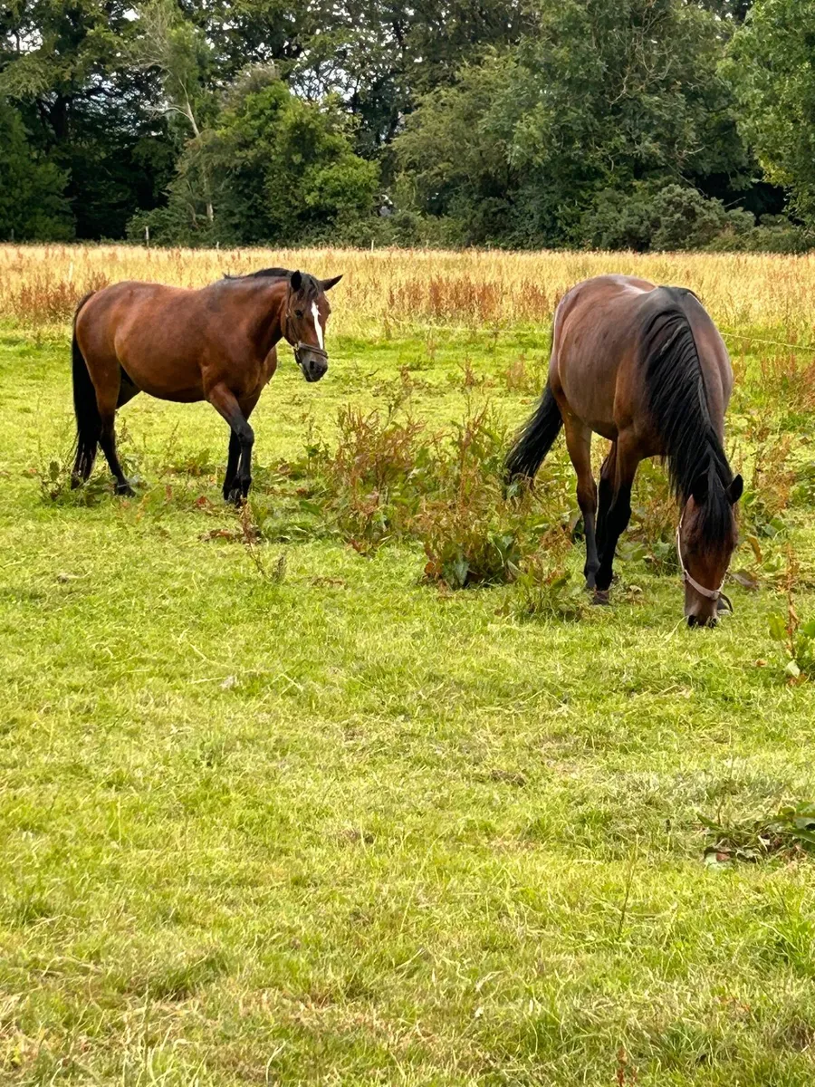 Mare and a gelding - Image 2