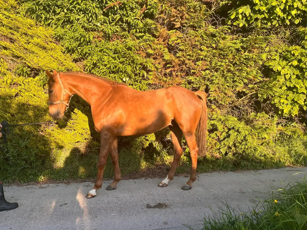 Retired racehorse - Image 1