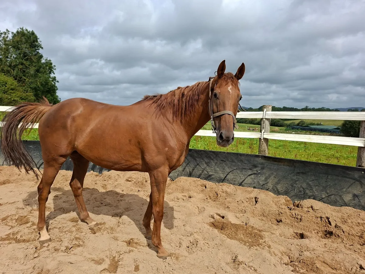 Retired racehorse - Image 2