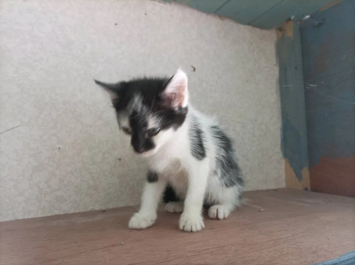 Gorgeous Kittens different colours - Image 2