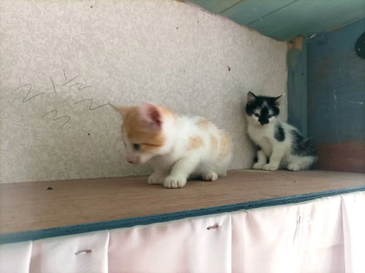 Gorgeous Kittens different colours - Image 4