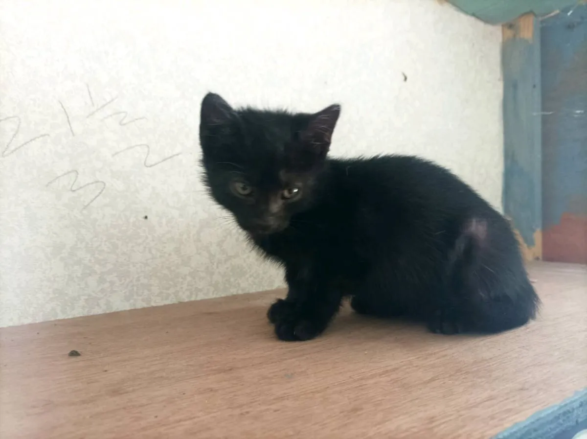 2 Gorgeous Kittens Black and Black and White - Image 3