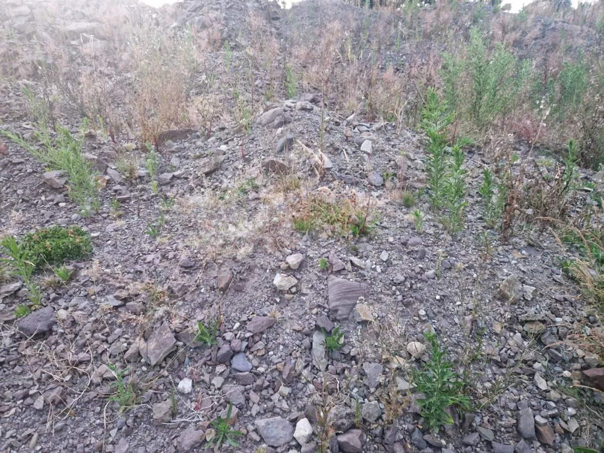 Topsoil, trunking - Image 2