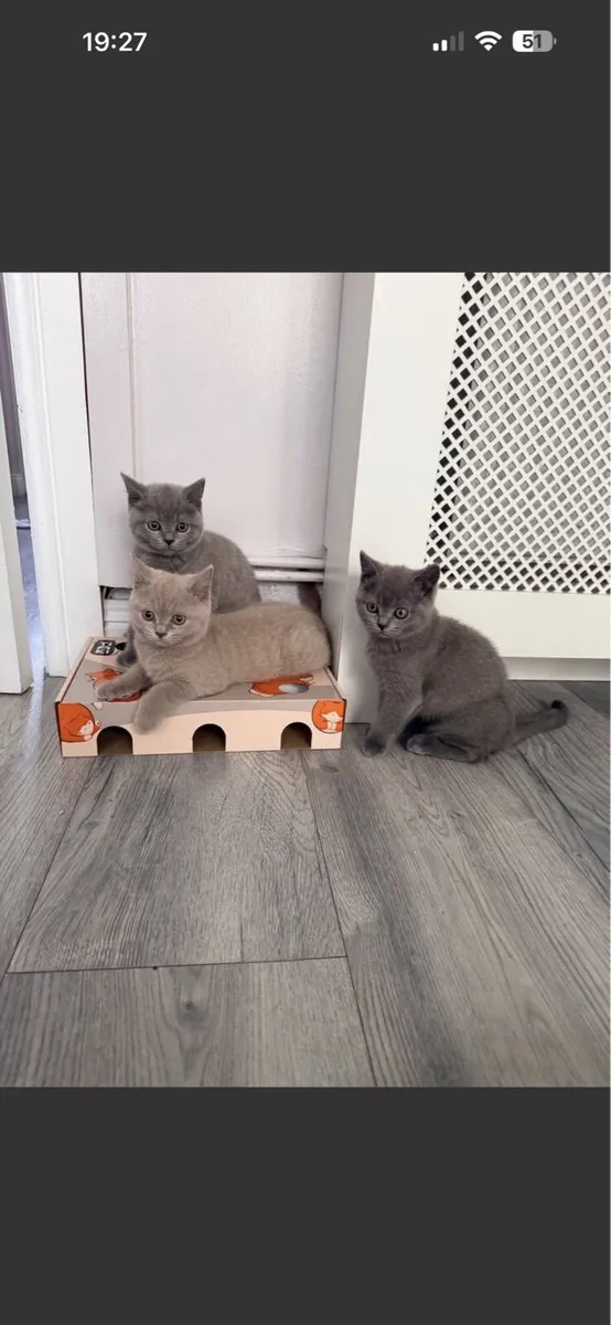 British Short Hair Kittens - Image 1