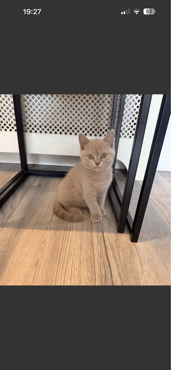 British Short Hair Kittens - Image 2