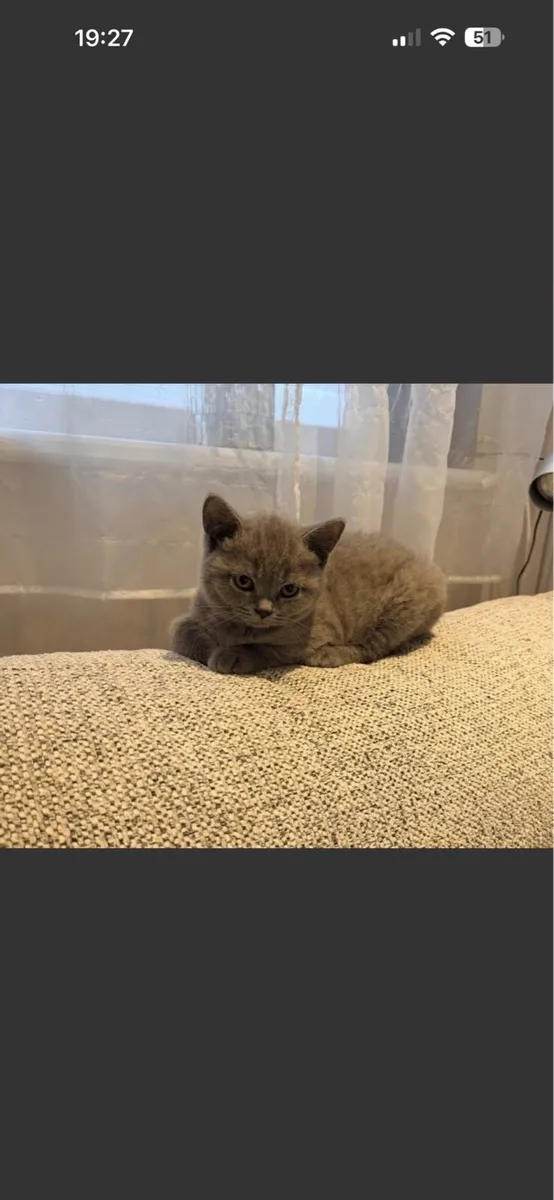 British Short Hair Kittens - Image 3