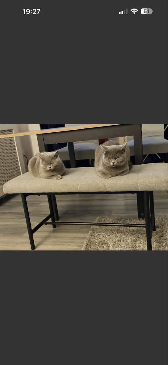 British Short Hair Kittens - Image 4