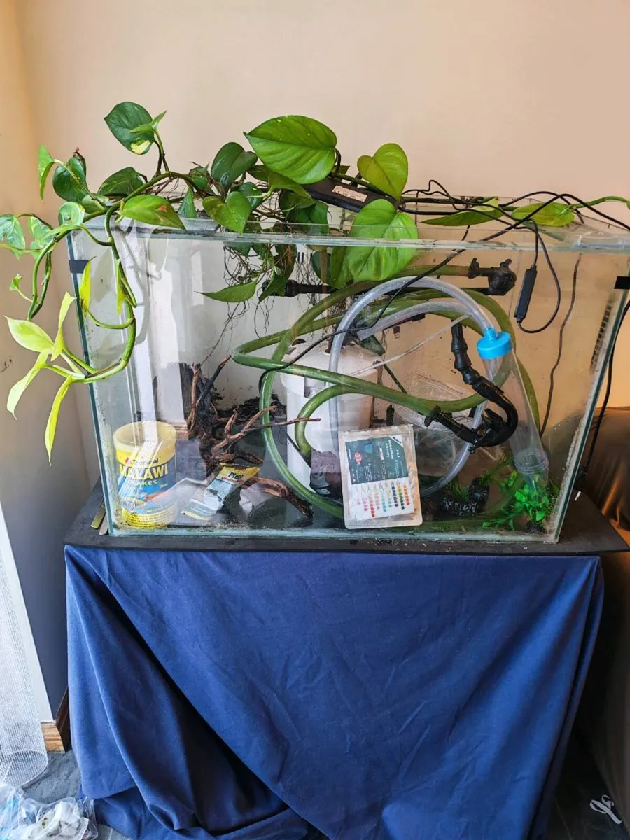Complete Fishtank - Image 1