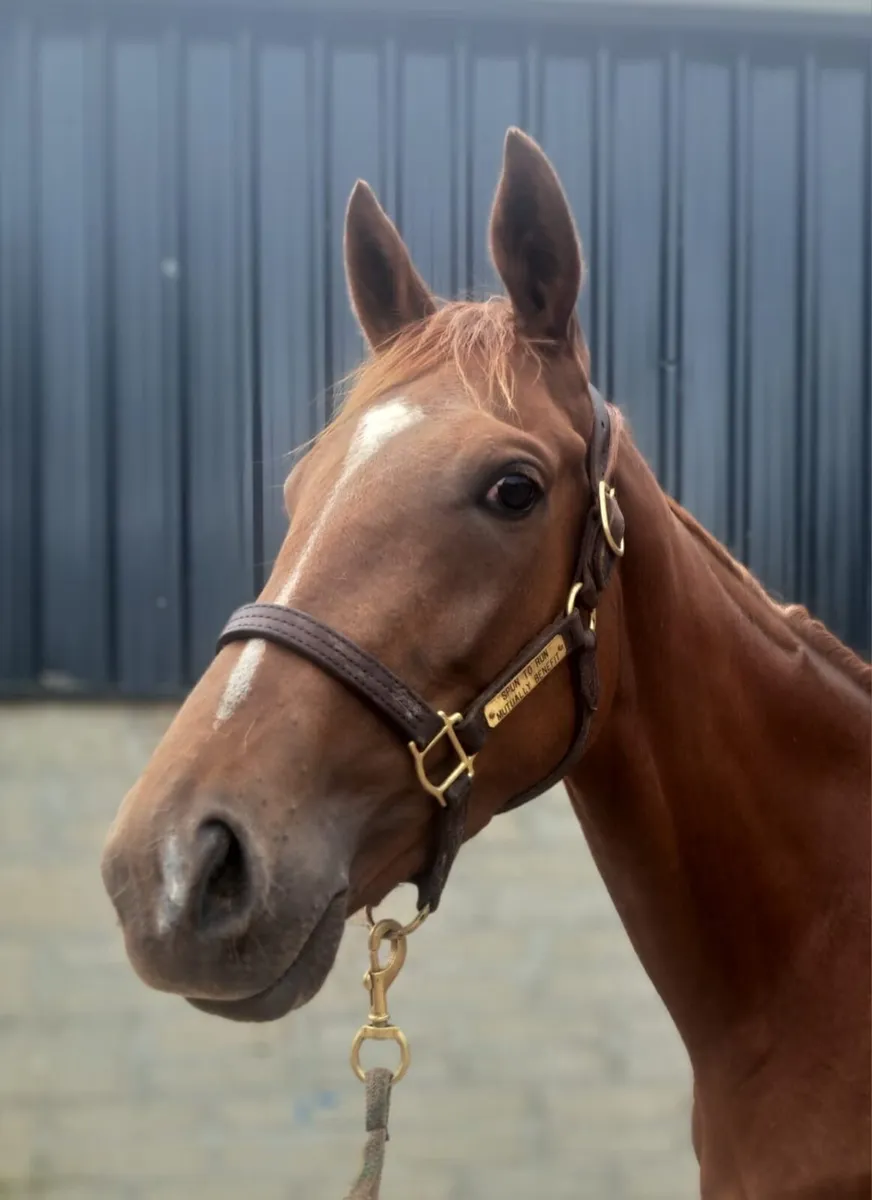 Crystal ocean filly - Image 2