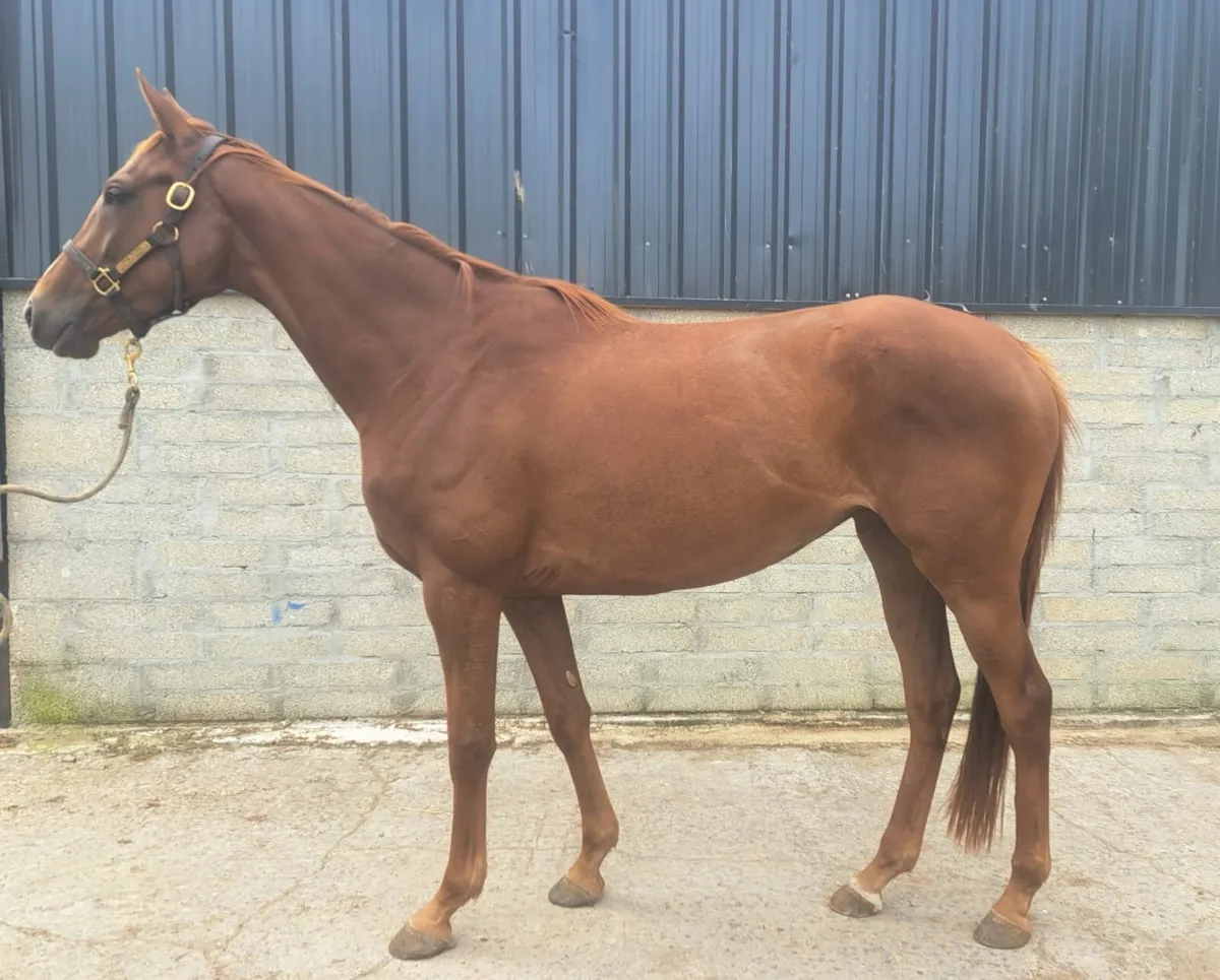 Crystal ocean filly - Image 1