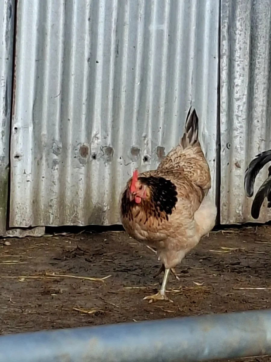 Poultry - Image 1