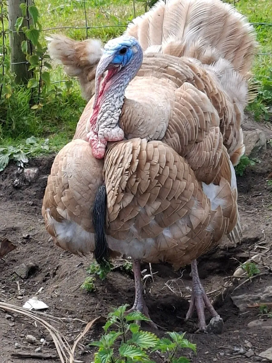 Poultry - Image 3