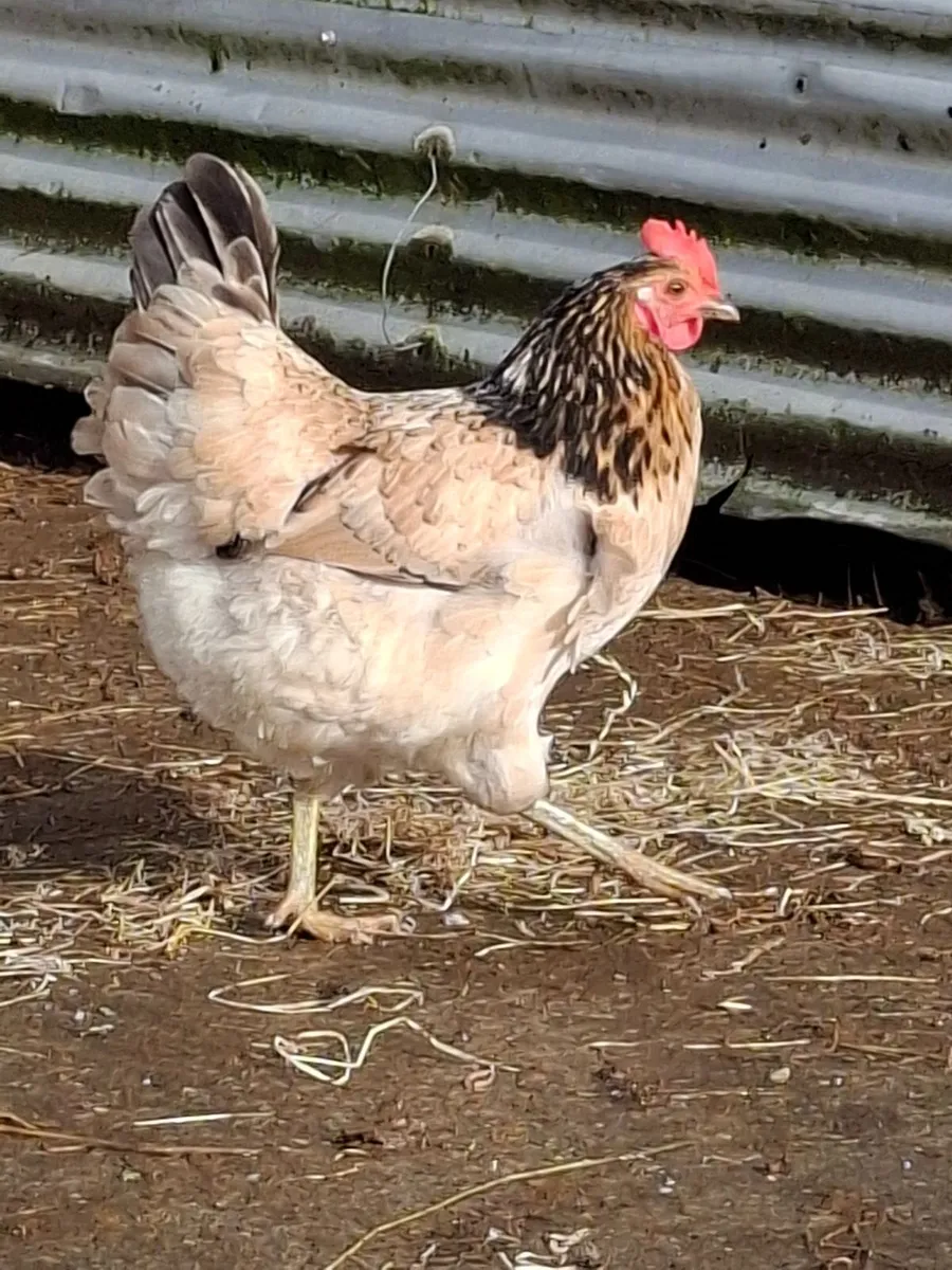 Poultry - Image 4