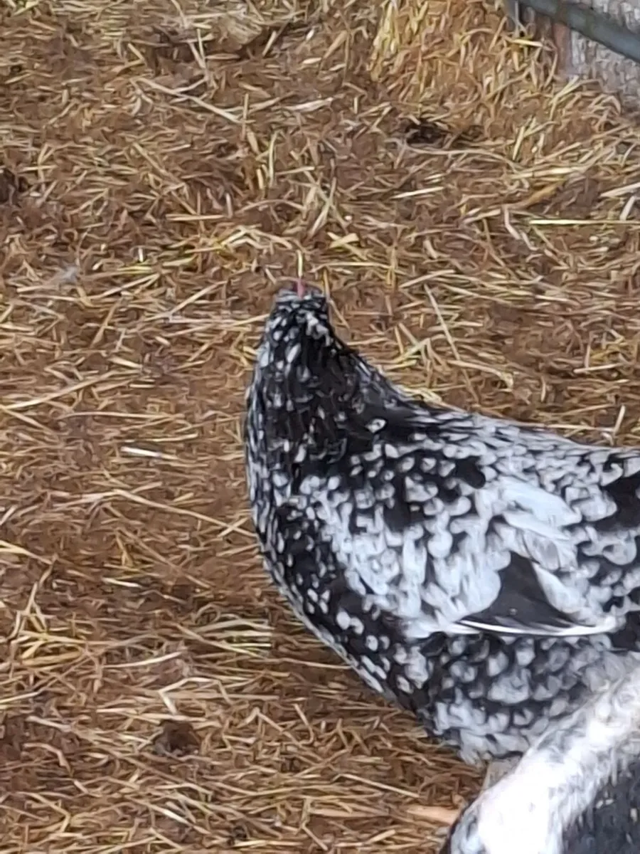 Poultry - Image 2