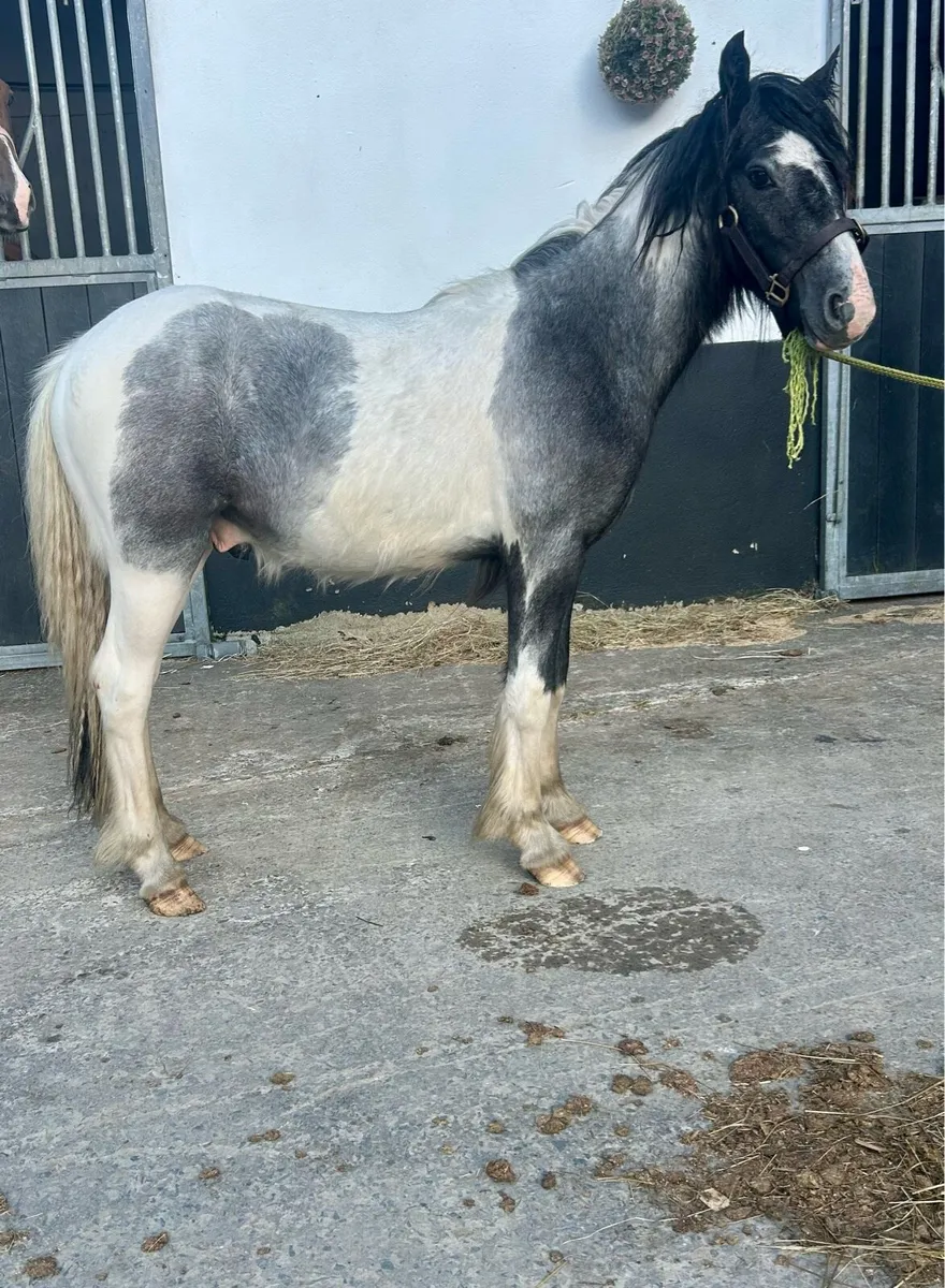 Lovely family pony - Image 3
