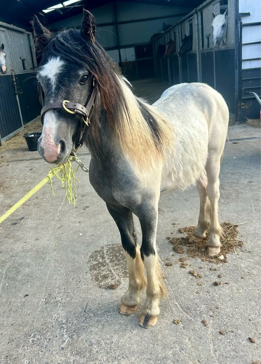 Lovely family pony - Image 4