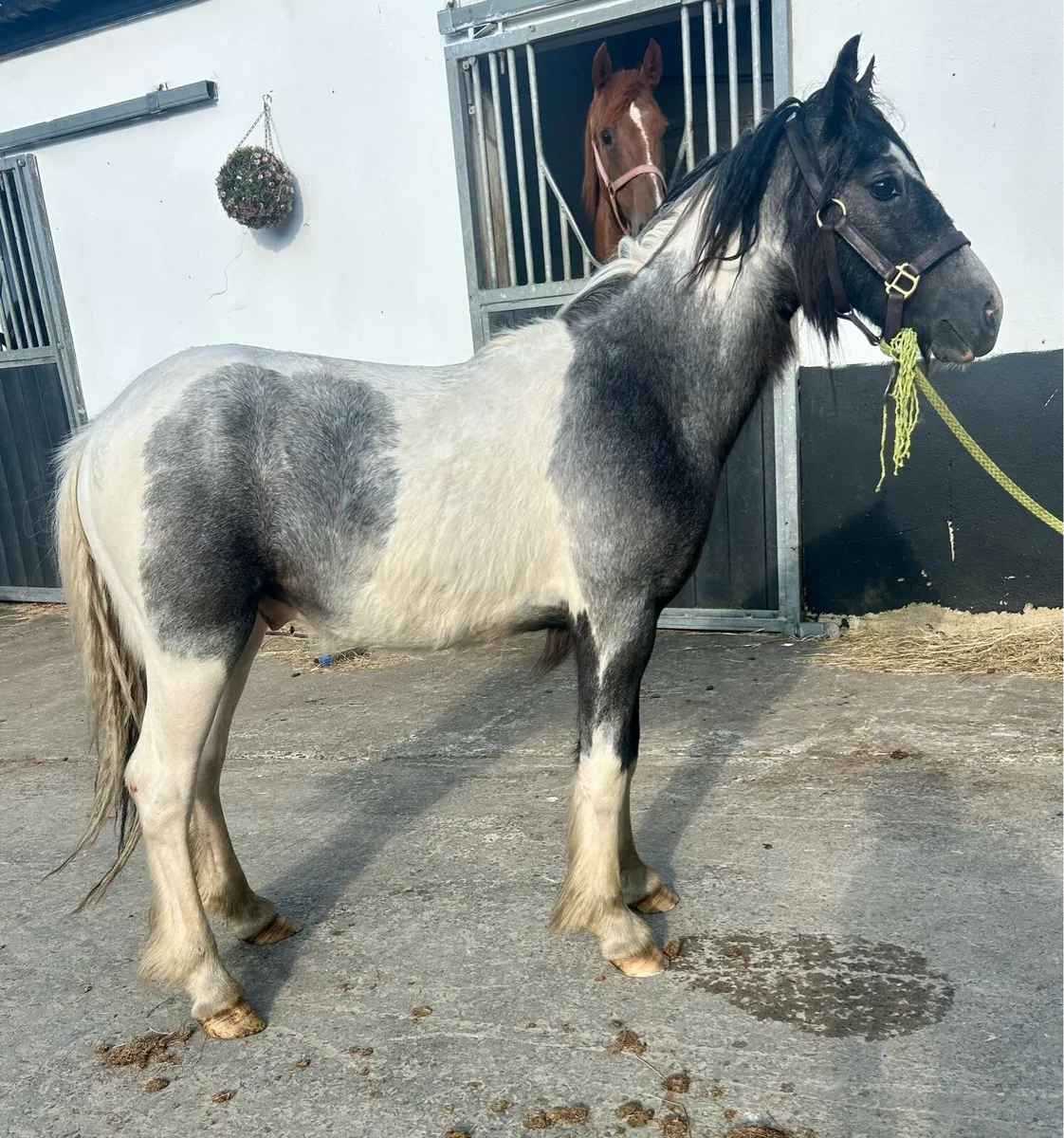 Lovely family pony - Image 1